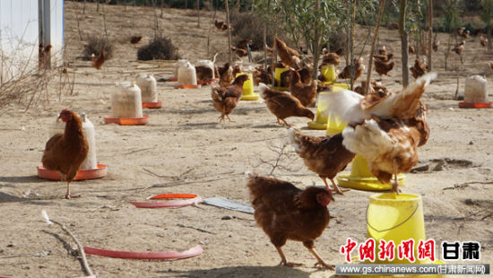 探访甘肃皋兰深山土鸡养殖场 原生态鸡和蛋供