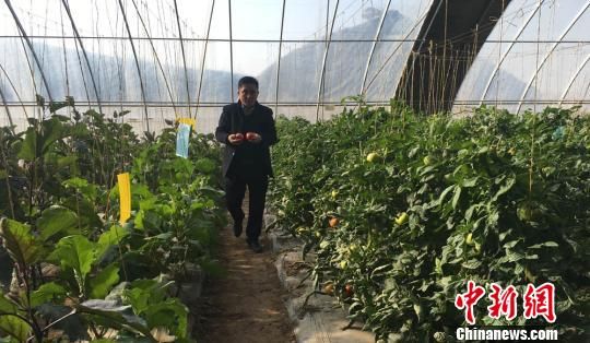 甘肃榆中高原冬菜采摘季:种菜如生产零件精