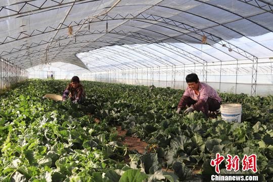 为了增加收入，吕治涛在发展中药材产业的基础上，承包了12座大棚种植甜瓜。 盘小美 摄