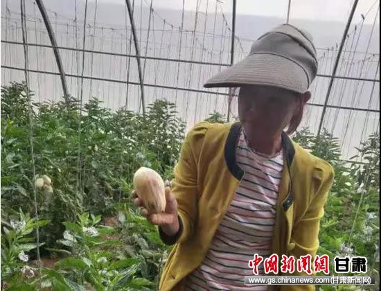 清泉乡宏发家庭农场第一批人参果丰收。
