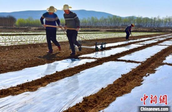 甘肃榆中机械传统农耕相结合 百余亩土地覆膜春耕忙