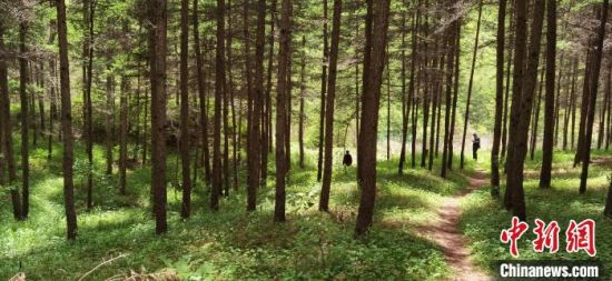 图为位于庄浪县郑河乡庙儿岔1990年栽植的人工林，如今树木参天，绿树成荫。　焦占仓 摄