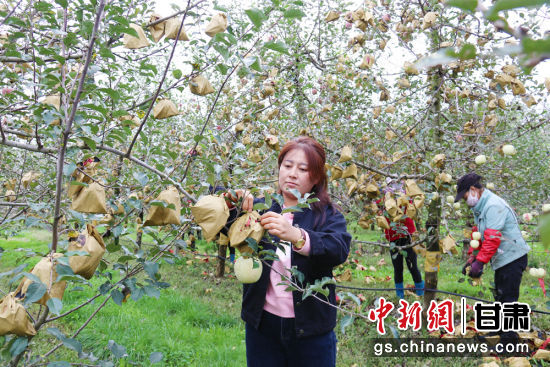 甘肃庆阳市西峰区娜味家庭农场负责人雷丽娜和工人们一起给晚熟苹果取袋_副本
