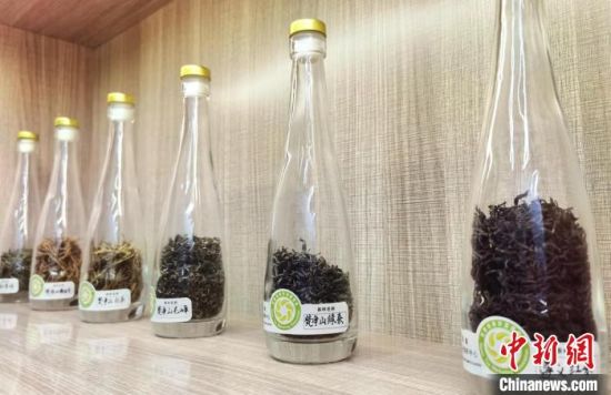 图为徐文霞省级技能大师工作室中收集展示的茶叶标准样本。　张婧 摄