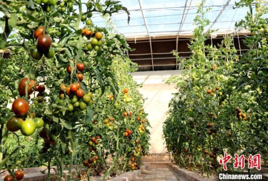 12月14日，甘肃省武威市民勤县红旗谷现代农业产业园，温棚内“水果西红柿”长势良好。　马爱彬 摄
