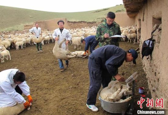 甘肃“羊专家”在天祝县开展肉羊防疫和生长观测工作。(资料图) 甘肃农业大学供图