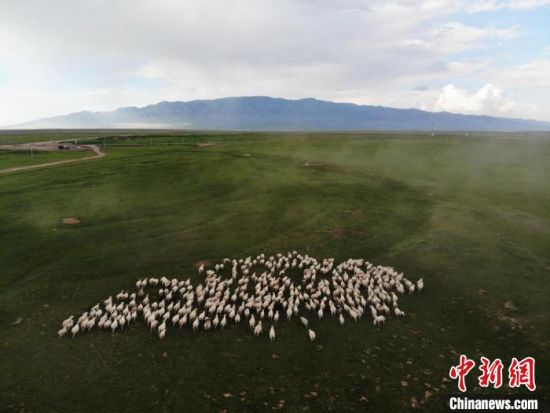 图为航拍镜头下甘肃山丹马场草原上的羊群。(资料图) 杨艳敏 摄