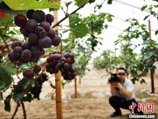 2020年7月，甘肃张掖市境内，河西走廊寒旱农业方兴未艾。图为葡萄架前，摄像记者在拍摄。(资料图) 殷春永 摄