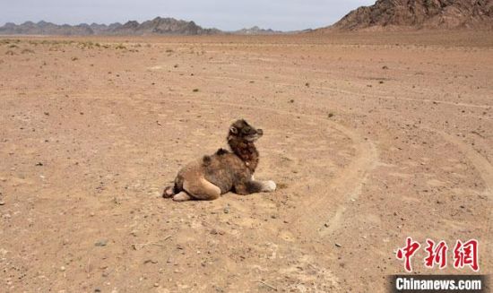 该雄性小骆驼大约出生1个多月，已经有十几处被狼咬伤。　阿克塞县融媒体中心供图