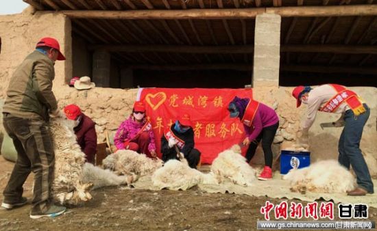 肃北县组织志愿者助残疾人、五保户抓绒剪羊毛