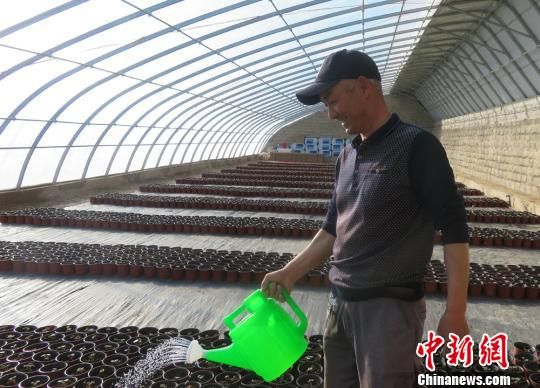 图为甘肃瓜州县花卉种植户给花苗浇水。　瓜州县委宣传部供图　