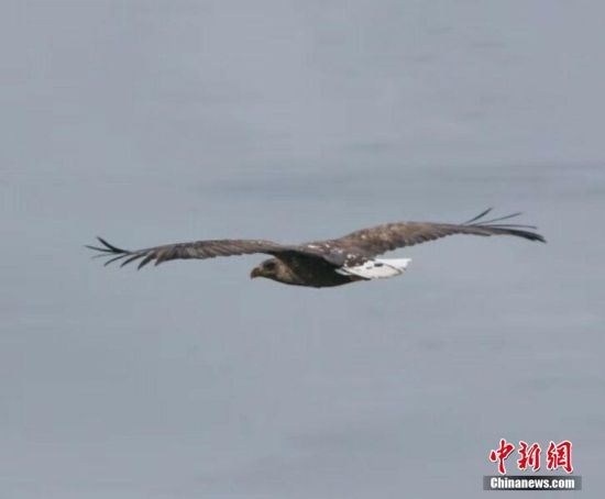 国家一级保护动物白尾海雕现身甘肃肃南