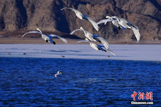 近百只天鹅结伴“歇脚”甘肃戈壁水库越冬